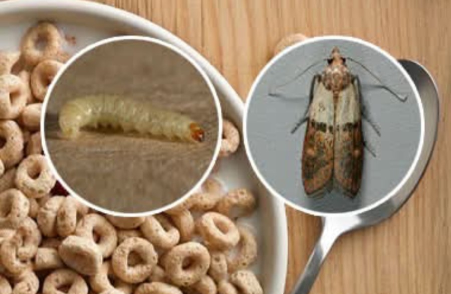 Tabletės kandims naikinti