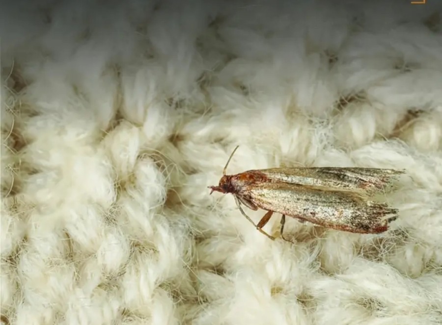 Tabletės kandims naikinti